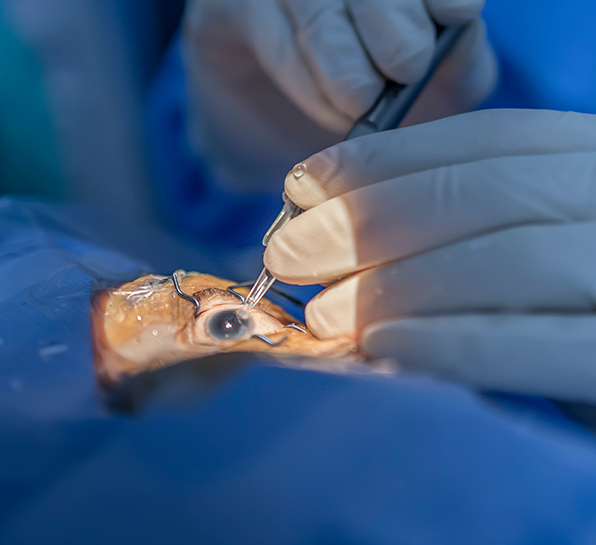 Key Features of Xenia Implants